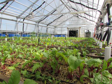 greenhouse