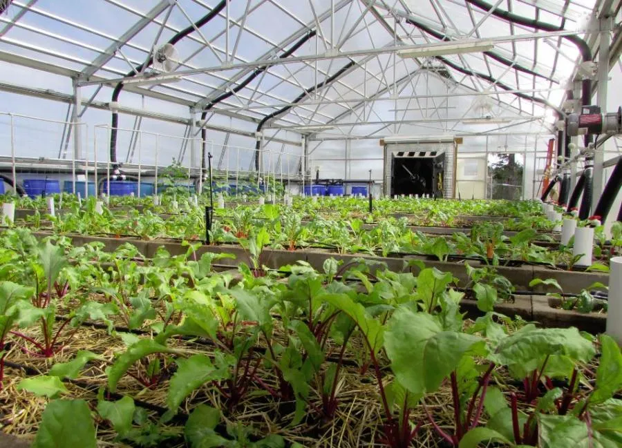 Greenhouse raised beds