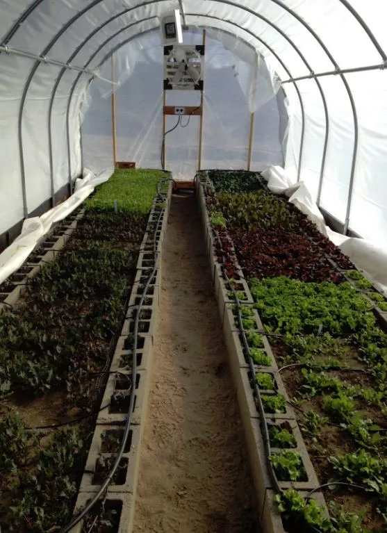 Inside the completed high tunnel full of produce